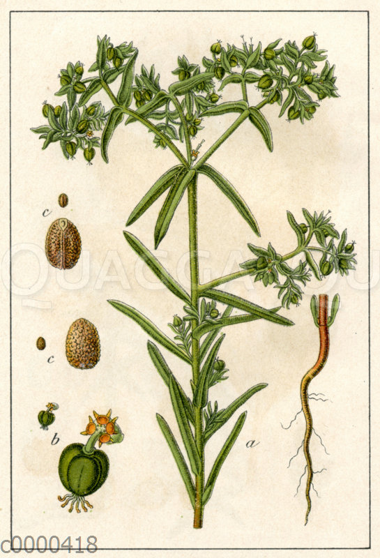 Kleine Wolfsmilch Quagga Illustrations