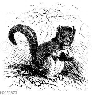 Haselmaus