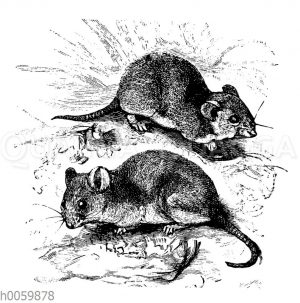 Waldmaus