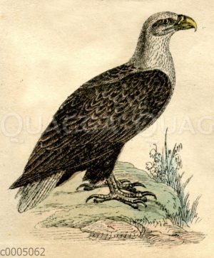 Seeadler