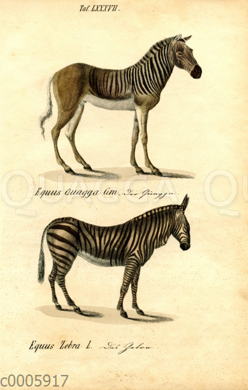 Quagga und Zebra
