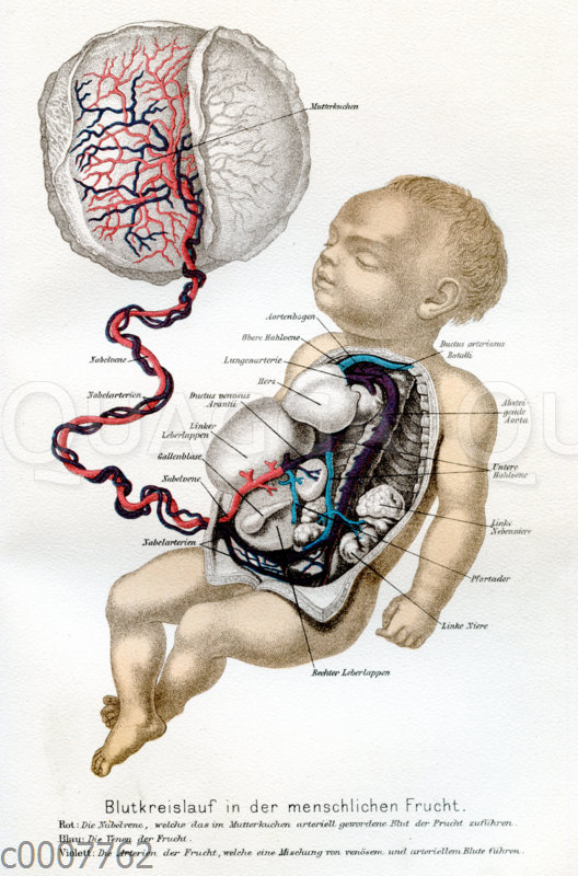 Blutkreislauf des menschlichen Embryos mit Nabelschnur und Gebärmutter