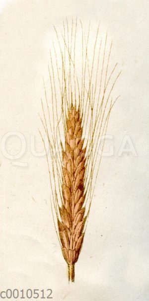 Einkorn