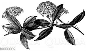 Wachsblume