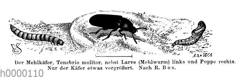 Mehlkäfer mit Mehlwurm