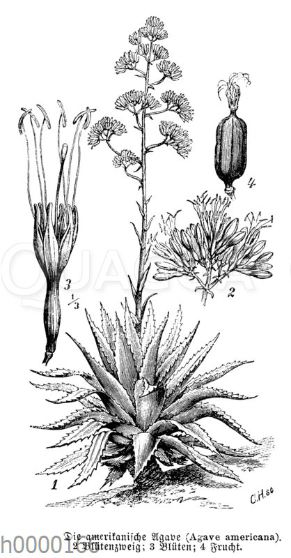 Amerikanische Agave: mit Blte u. Frucht -