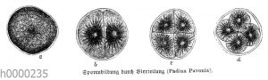 Sporenbildung durch Vierteilung