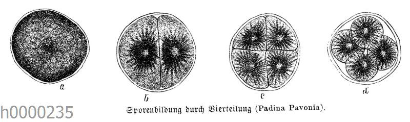 Sporenbildung durch Vierteilung