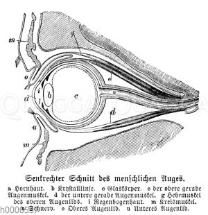 Schnitt durch menschliches Auge