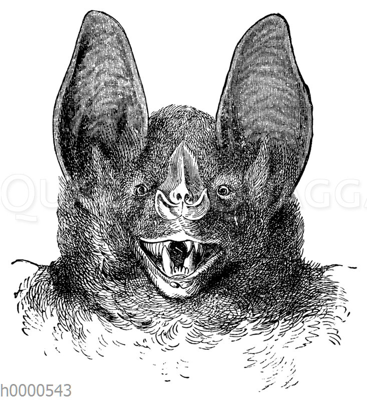 Vampir Quagga Illustrations