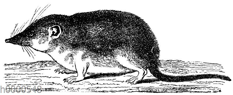 Spitzmaus