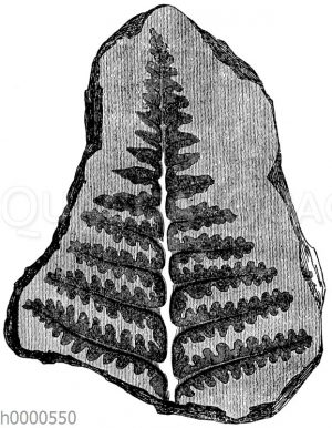 Fossilien: Versteinerter Farn