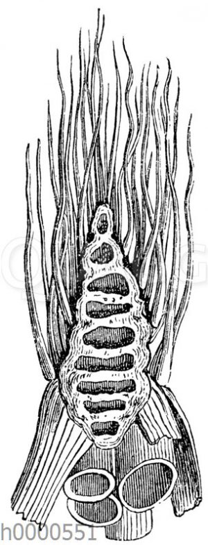 Wasserschierling: Wurzelstock