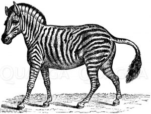 Zebra