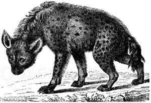 Gefleckte Hyäne