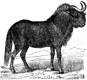 Gnu