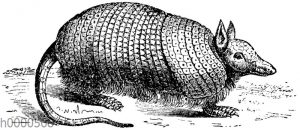 Armadillo