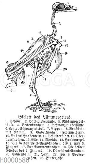 Lämmergeier: Skelett