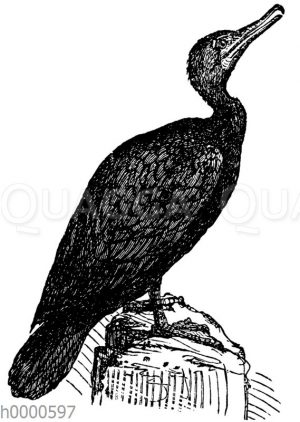 Kormoran