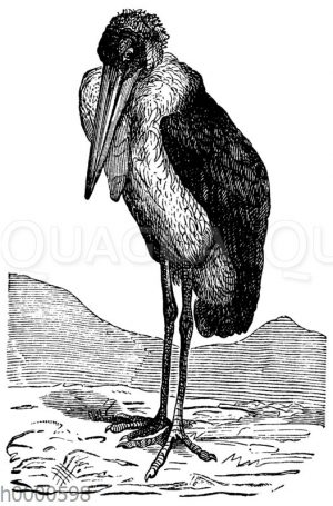 Marabu