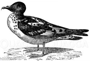 Sturmvogel