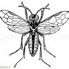 Blattwespe