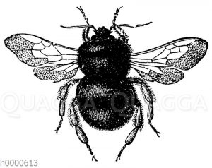 Hummel