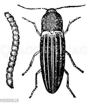 Saatschnellkäfer