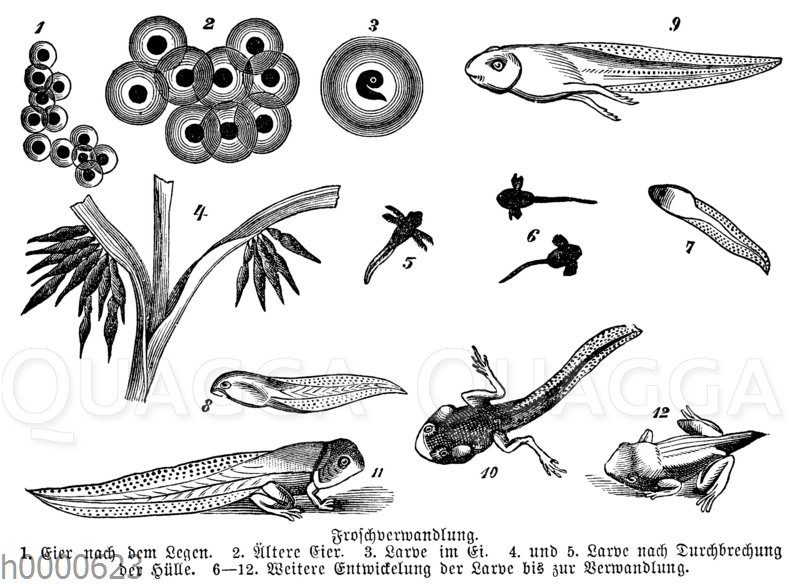 Entwicklung von der Kaulquappe zum Frosch