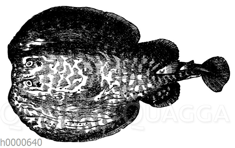 Zitterrochen