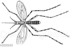 Steckmücke