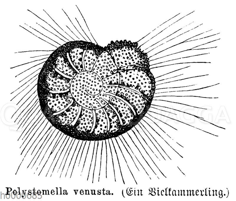 Vielkammerling