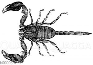 Europäischer Skorpion