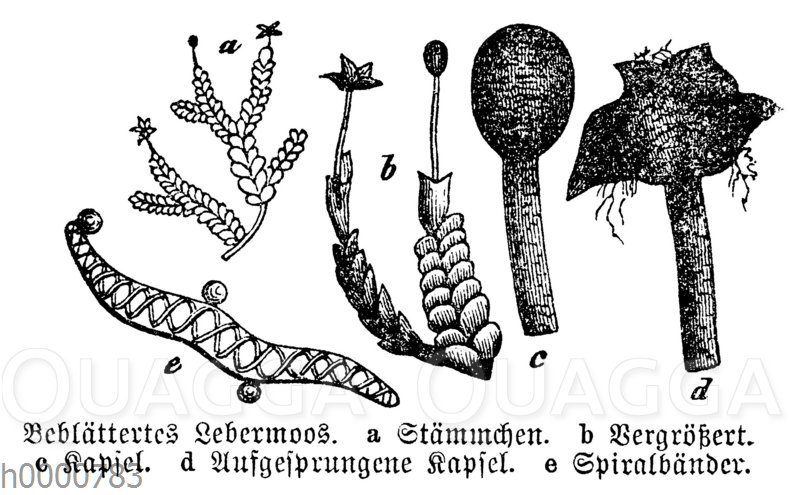 Lebermoos Quagga Illustrations