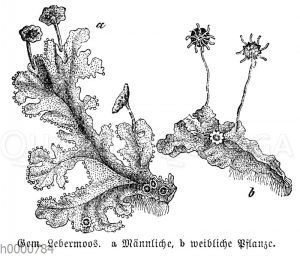 Lebermoos