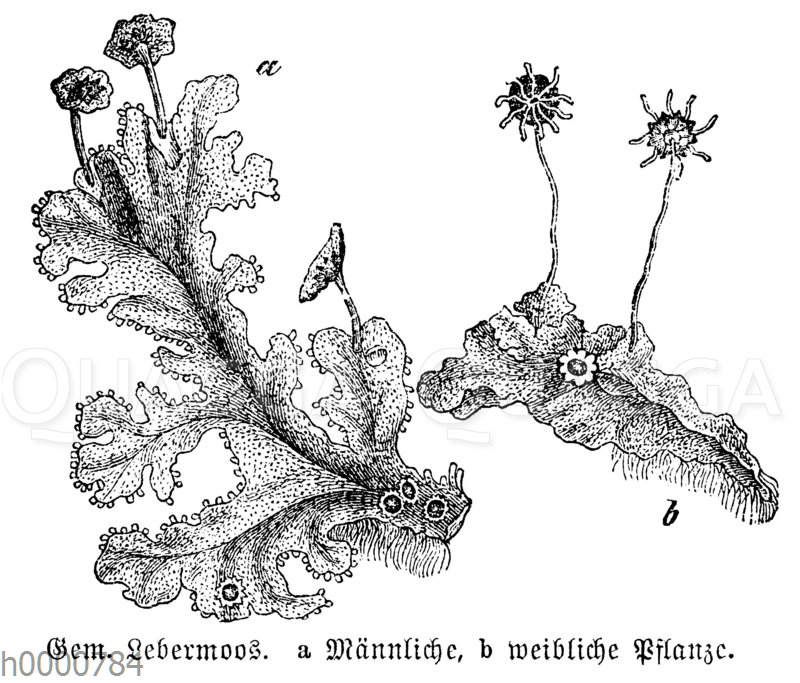 Lebermoos