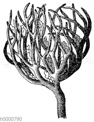 Rose von Jericho
