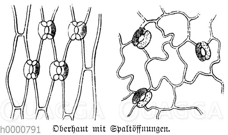 Spaltöffnungen
