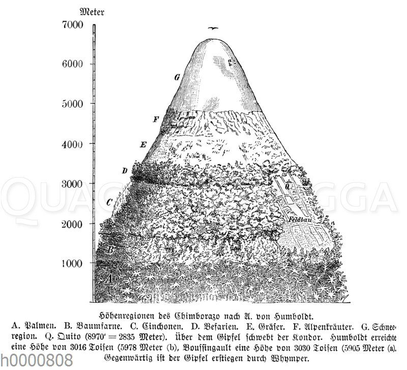 Höhenregionen des Chimborazo