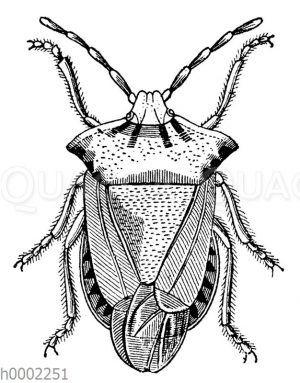 Baumwanze