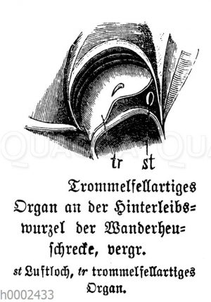Wanderheuschrecke: Trommelartiges Organ an der Hinterleibswurzel