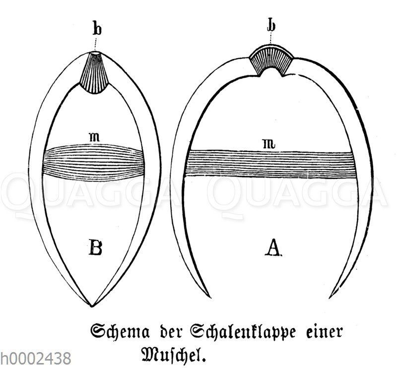 Muschel: Schema der Schalenklappe