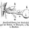 Kartoffel: Knollenbildung