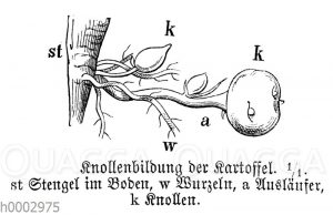 Kartoffel: Knollenbildung