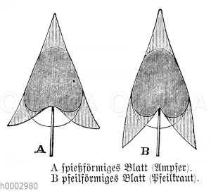 Blattformen: Spießförmig (Ampfer) und pfeilförmig (Pfeilkraut)