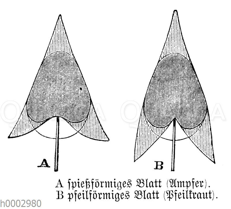 Blattformen: Spießförmig (Ampfer) und pfeilförmig (Pfeilkraut)