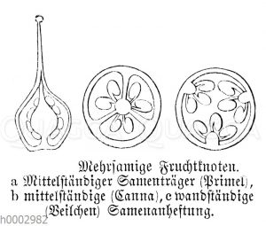 Mehrsamige Fruchtknoten: Primel