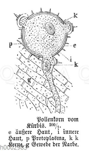 Pollenkorn vom Kürbis