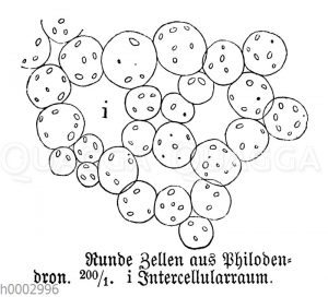 Philodendron: Zellen