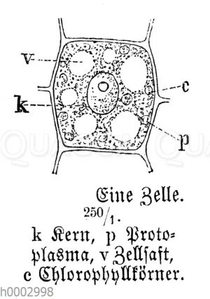 Pflanzenzelle